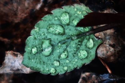 Close-up of wet leaf