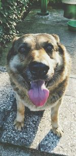 Dog looking at camera