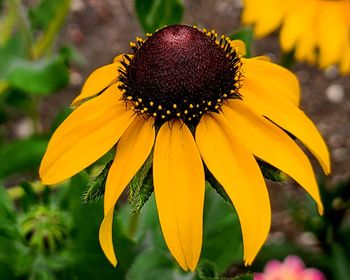 Close-up of yellow daisy flower