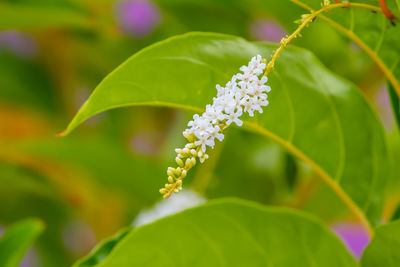 Close-up of flowering plant