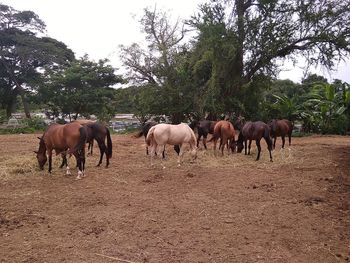 Horses in a field