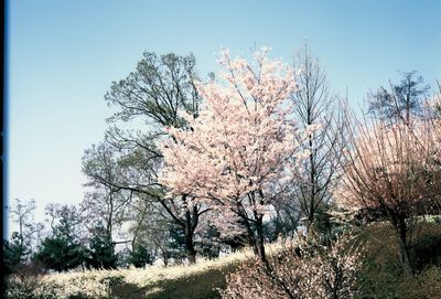 Low angle view of flower trees against clear sky