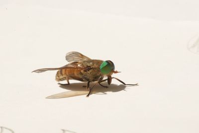 Close-up of bug over white background