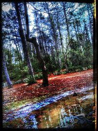 Trees growing in forest