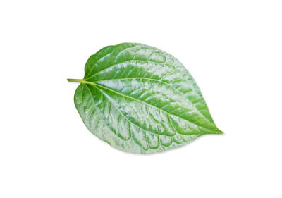 Close-up of green leaf on white background