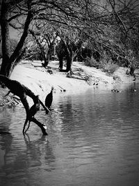 Bare trees in water