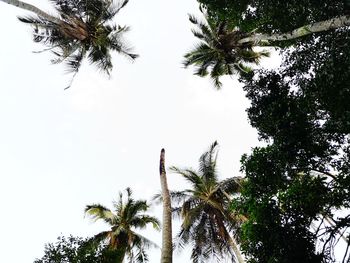 Low angle view of coconut palm trees against sky