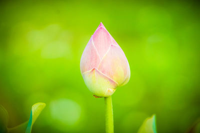 Close-up of pink tulip bud