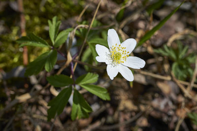 Close-up of white flowering plant