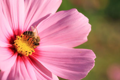 Close-up of bee on pink cosmos flower