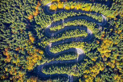 High angle view of yellow flowering plants