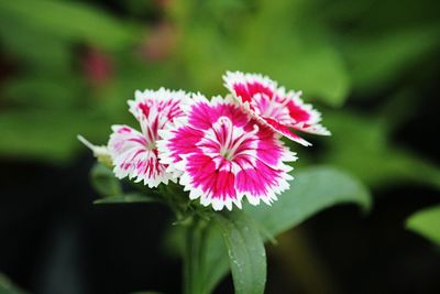 Close-up of pink flowering plant