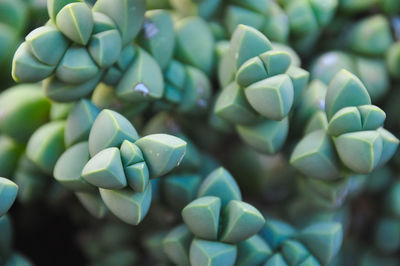 Close-up of succulent plant