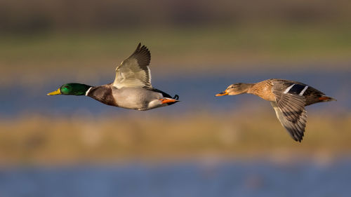 Bird flying against blurred background