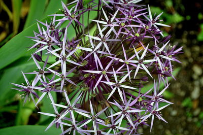 Close-up of flowers