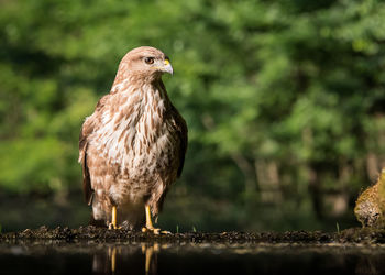 Kite bird at forest