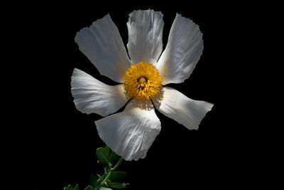 Close-up of white flower blooming against black background