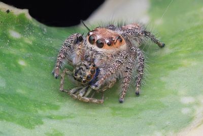 Close-up of spider