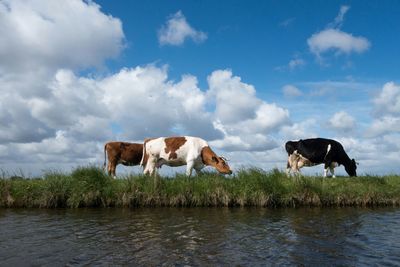 Cows grazing on riverbank