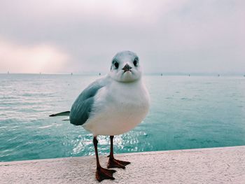 Close-up of seagull perching on beach against sky