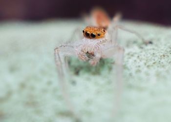 Close-up of spider