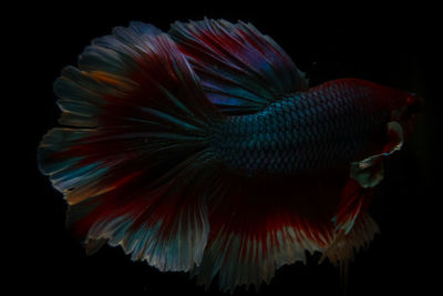 Close-up of fish swimming in sea