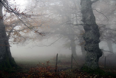 Trees in forest during foggy weather