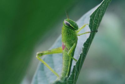 Close-up of insect on leaf