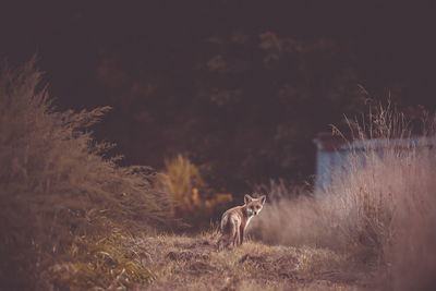 View of dog standing on field