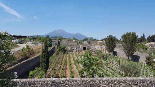 Panoramic view of vineyard against sky