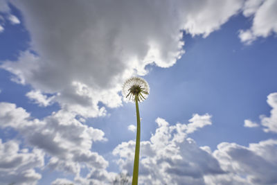 Low angle view of dandelion against sky