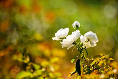 Close-up of white flowers blooming outdoors