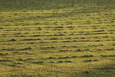 Full frame shot of green grass