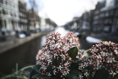 Close-up of pink flowering plant