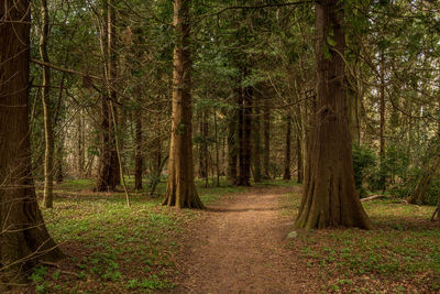 Empty dirt road passing through forest