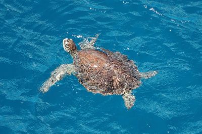 High angle view of turtle swimming in sea