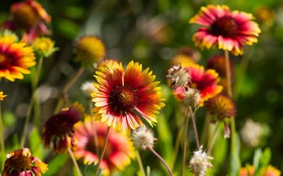 Close-up of gaillardias blooming outdoors