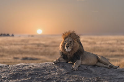 Lion sitting against sky during sunset