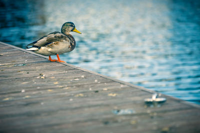 Close-up of bird perching on shore