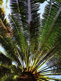 Low angle view of palm trees