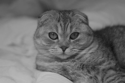 Close-up portrait of a cat