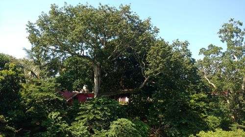 Trees against clear sky