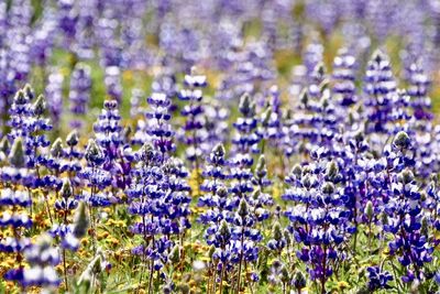 Close-up of purple flowering plants on field