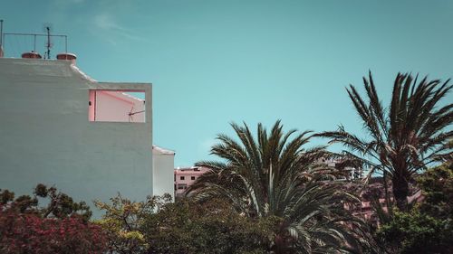 Low angle view of palm trees and buildings against sky