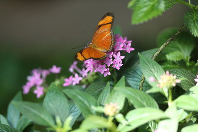 Close-up of butterfly pollinating on pink flower