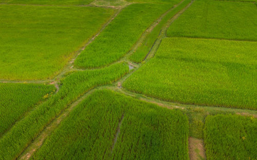 Scenic view of agricultural field