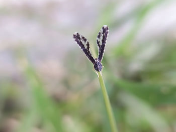 Close-up of flowering plant on field