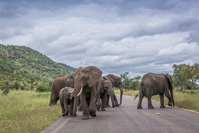 View of elephant on land against sky