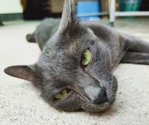 Close-up of cat resting