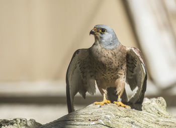 Close-up of bird perching on wood